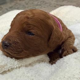 Abby - Red female Cavapoo puppy in Pasco, Washington from Beth's Cavapoos