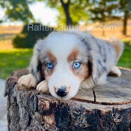 Valentino - Blue merle male Miniature Australian Shepherd puppy in Dayton, Washington from Rafter 22 Aussies
