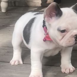 French Bulldogs from North Idaho Frenchie Farm