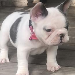 French Bulldogs from North Idaho Frenchie Farm