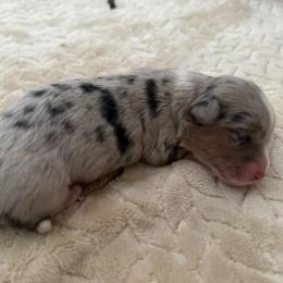 Buster - Blue merle and white male American Corgi puppy in Decatur, Texas from Bar S Corgis