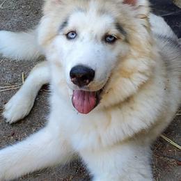 Siberian Huskies from Hopping Huskies