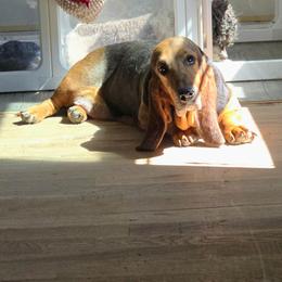 Penny - Black tan and white female Basset Hound puppy in Lebanon, Ohio from Lady Mae Bassets