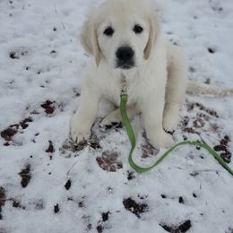 Golden Retriever Puppies from Kansas Prairie Pups