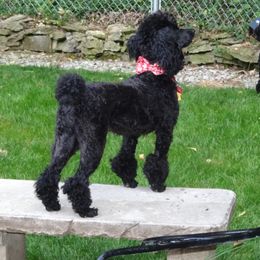 Addy - Poodle