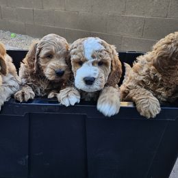 Goldendoodles from AZ Cuddle Doodle Kisses