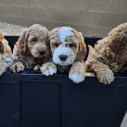Goldendoodles from AZ Cuddle Doodle Kisses