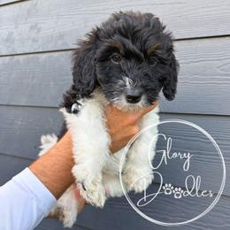 Red - Tri-color male Bernedoodle puppy in Rockwall, Texas from Glory Doodles