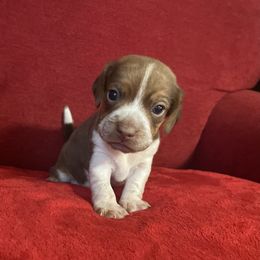 Pocket Beagle Male - Brown white and tan male Beagle puppy in Gentry, Arkansas from HC Puppy Ranch