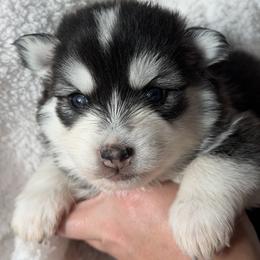 Moose - Black and white male Pomsky puppy in Mc Minnville, Oregon from West Coast Pomskies