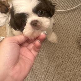 Shih Tzu Puppies from Wood Foo Breeders