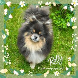 Rotty - Pomeranian