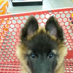 Belgian Tervuren Puppies from Beartooth Belgian Tervuren