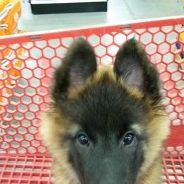 Belgian Tervuren Puppies from Beartooth Belgian Tervuren