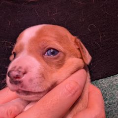 Savika - Sporty Mix puppy in Glen Burnie, Maryland from Dauntless Chihuahuas