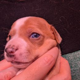 Savika - Sporty Mix puppy in Glen Burnie, Maryland from Dauntless Chihuahuas