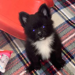 Buddy - Black parti male Pomeranian puppy in Ocala, Florida from Roxy's Pomeranian Puppies