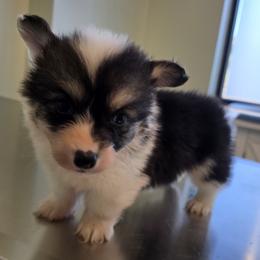 Tri fluffy male - Black and tan male Pembroke Welsh Corgi puppy in Unicoi, Tennessee from East Tennessee Clark Corgis