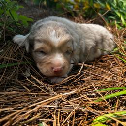 Finn - Red merle male Australian Shepherd puppy in Butler, Georgia from Aussies at Howling Hill Farm