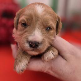 Bama - Apricot female Goldendoodle puppy in Decatur, Tennessee from Diamond's Doodles