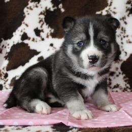 Pink - Agouti and white female Siberian Husky puppy in York, Pennsylvania from Spalla Pups