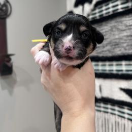 Yellow collar - Black and tan female American Corgi puppy in Flat Rock, Alabama from Fluffy Butt Acres