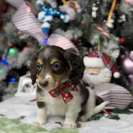 Dachshund and French Bulldog Puppies from AZ Royal Doxies llc