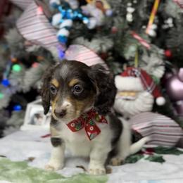 Dachshund and French Bulldog Puppies from AZ Royal Doxies llc