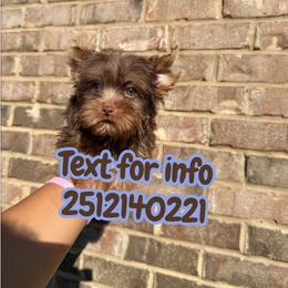Boy 1 - Chocolate and tan male Yorkshire Terrier puppy in Mobile, Alabama from Ace of Spades Yorkies