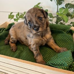 Wendy - Sable merle female Bordoodle puppy in Valley Center, California from Circle R Valley Bordoodls