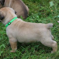 Boerboel Puppies from Northland Boerboels