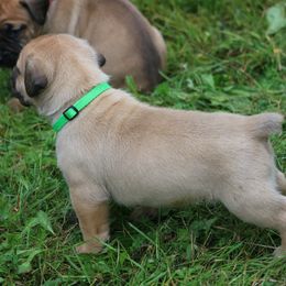 Boerboel Puppies from Northland Boerboels