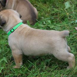 Boerboel Puppies from Northland Boerboels