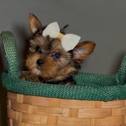 Dolly - Black and gold female Yorkshire Terrier puppy in San Diego, California from BC Breeders Association
