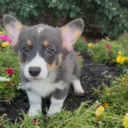 Vince - Blue male Pembroke Welsh Corgi puppy in Decatur, Texas from Bar S Corgis