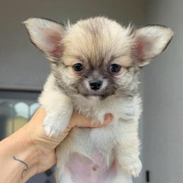 Bubby - Fawn male Chihuahua puppy in Spring Hill, Florida from Stardom Chihuahuas & CKCS