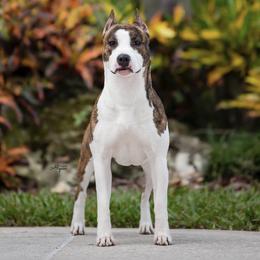 Libbie - American Staffordshire Terrier