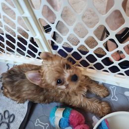 Yorkshire Terrier Puppies from Little Yorkie World Texas