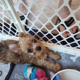 Yorkshire Terrier Puppies from Little Yorkie World Texas