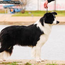 Faye - Border Collie