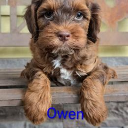 Owen - Brown and tan male Cockapoo puppy in Perry, Arkansas from Parker's Cockapoos
