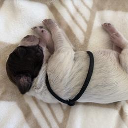 Wirehaired Pointing Griffon Puppies from Idleista Grand Chasseur