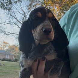 Chelly - Blue ticked and tan female Bluetick Coonhound puppy in Belton, South Carolina from Broadway Oak Kennels