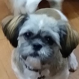 Wren - Shih Tzu
