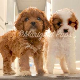 Cavapoos from Marigold Pups