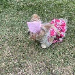 Yorkshire Terrier All Grown Up from Rodgers Oaks Royalty