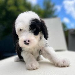 Harp - Black and white female Sheepadoodle puppy in Rocky Point, North Carolina from CelticDoods