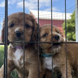 Cocker Spaniel Puppies from A&J Kennel