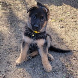 German Shepherd Puppies from Schäfer German Shepherds