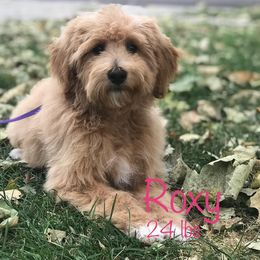 Roxy - Labradoodle